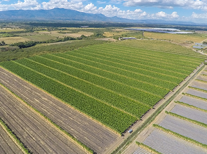 Monty Farm birds eye fields